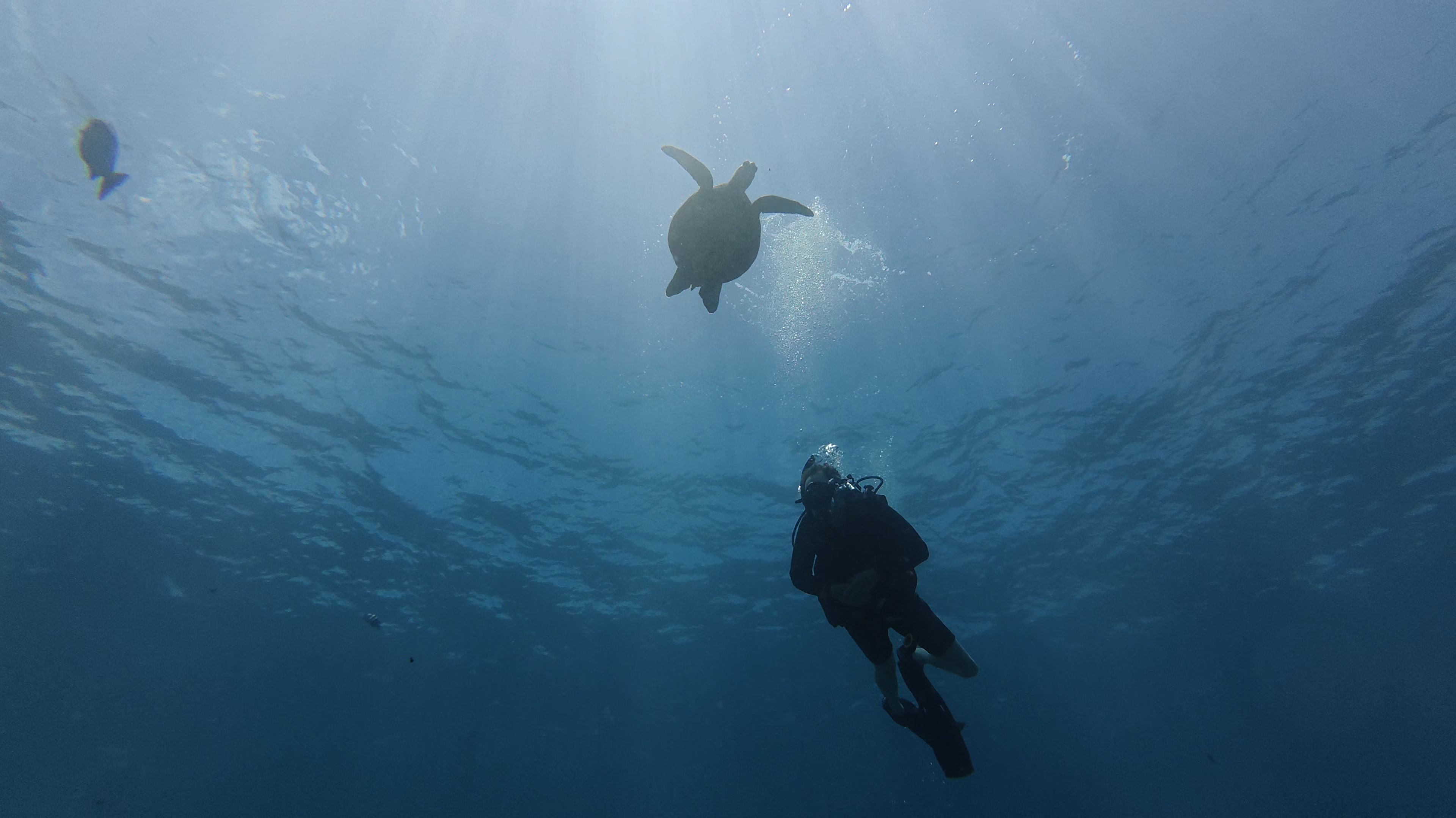 diver swimming with sea turtle