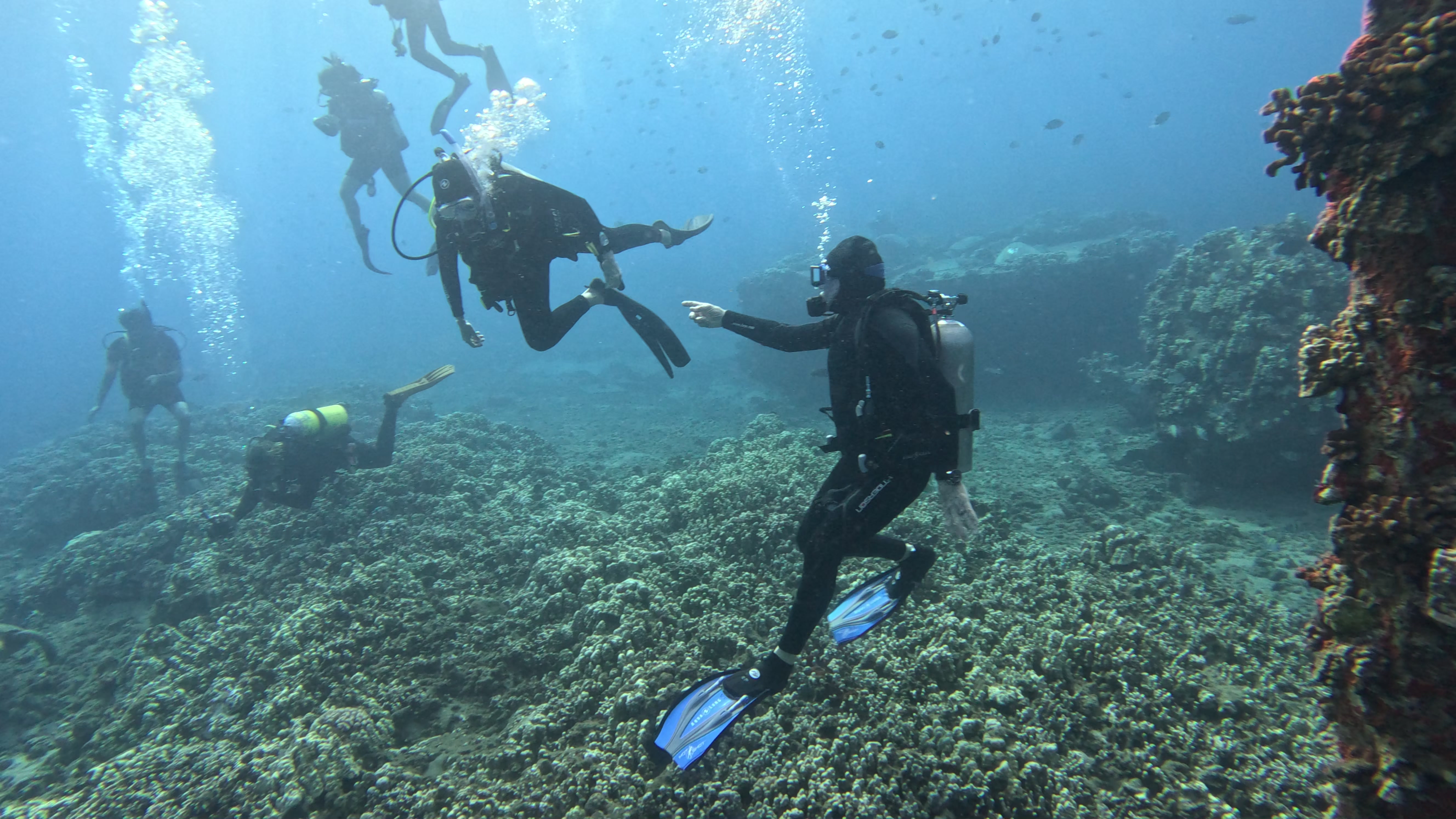 Best Time to Scuba Dive in Maui: A South Maui Dive Shop's Guide to Conditions by Season
