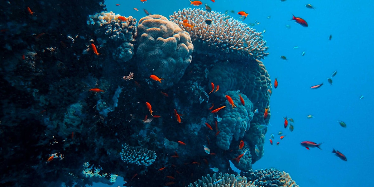 What to Expect on Your First Scuba Dive
