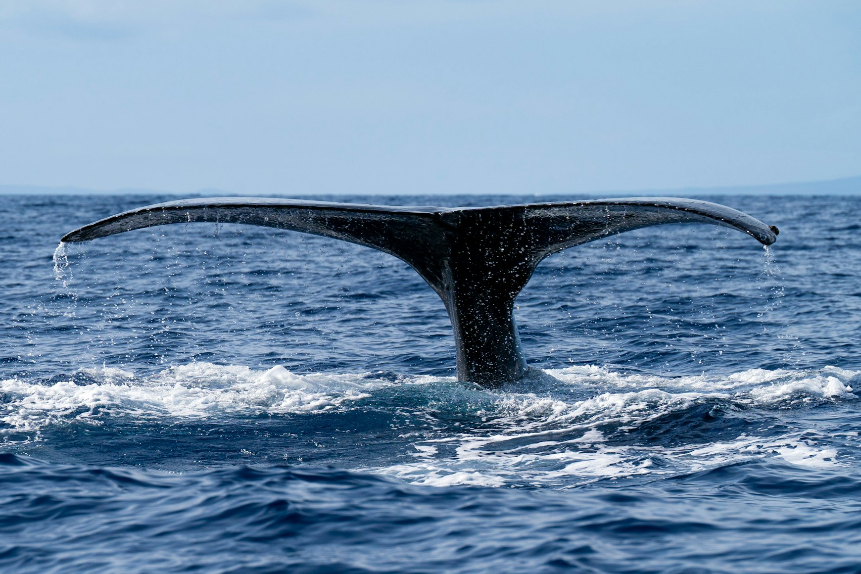 Maui Whale Watching & Snorkel Combo: Best Tours from South Maui in Winter 2026-2027