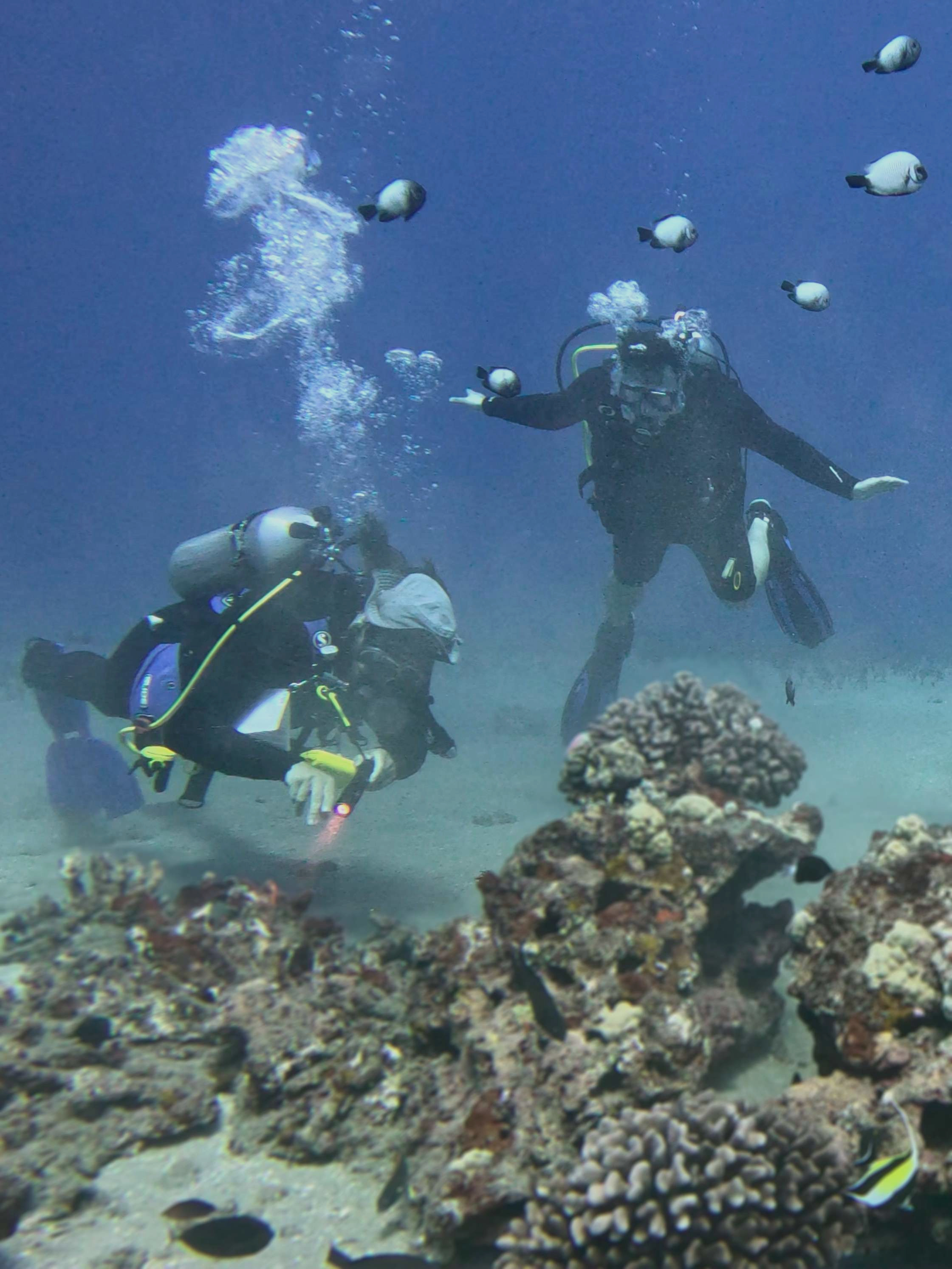 Private shore dive