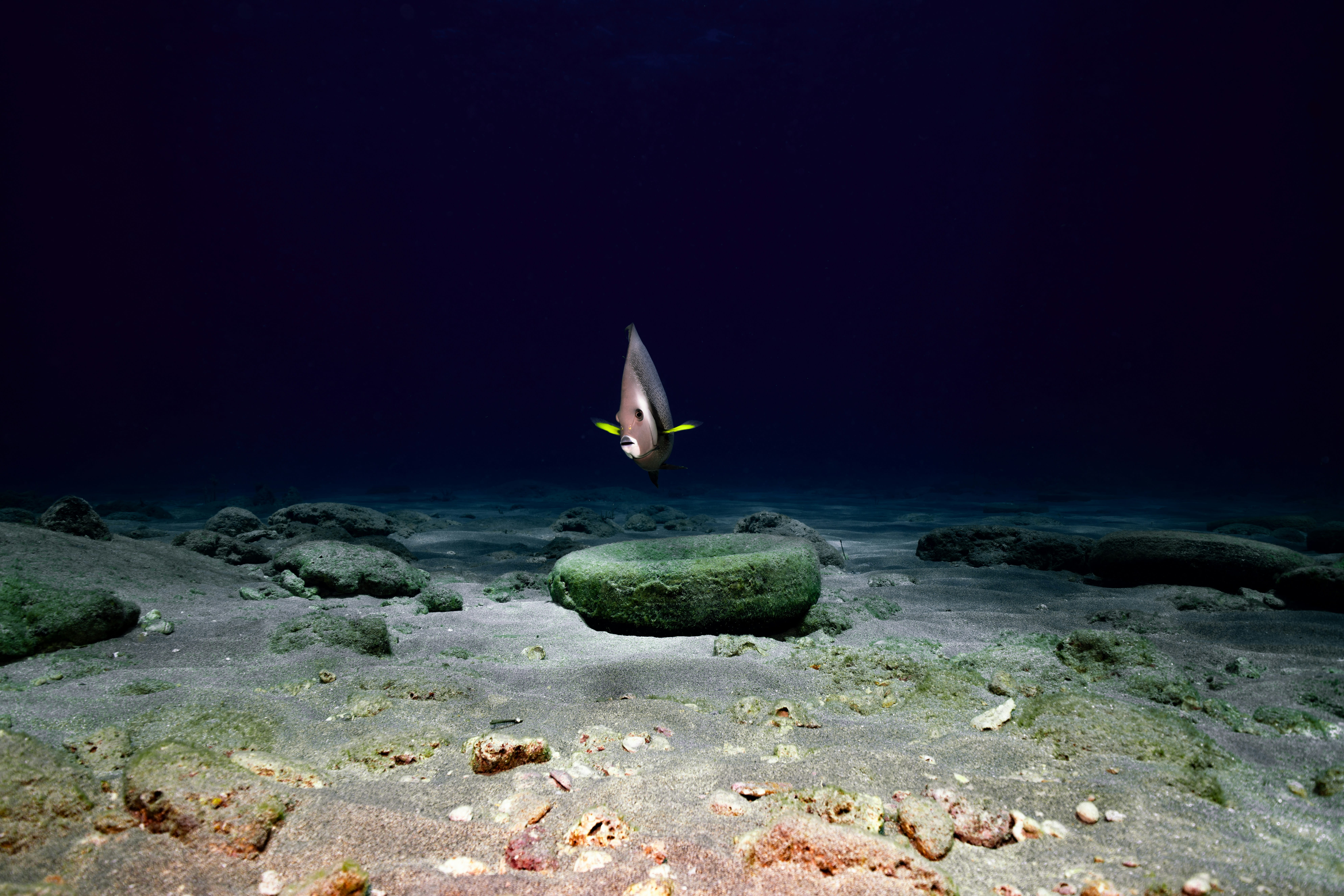 best night dive sites in maui lone fish on the sea floor at night