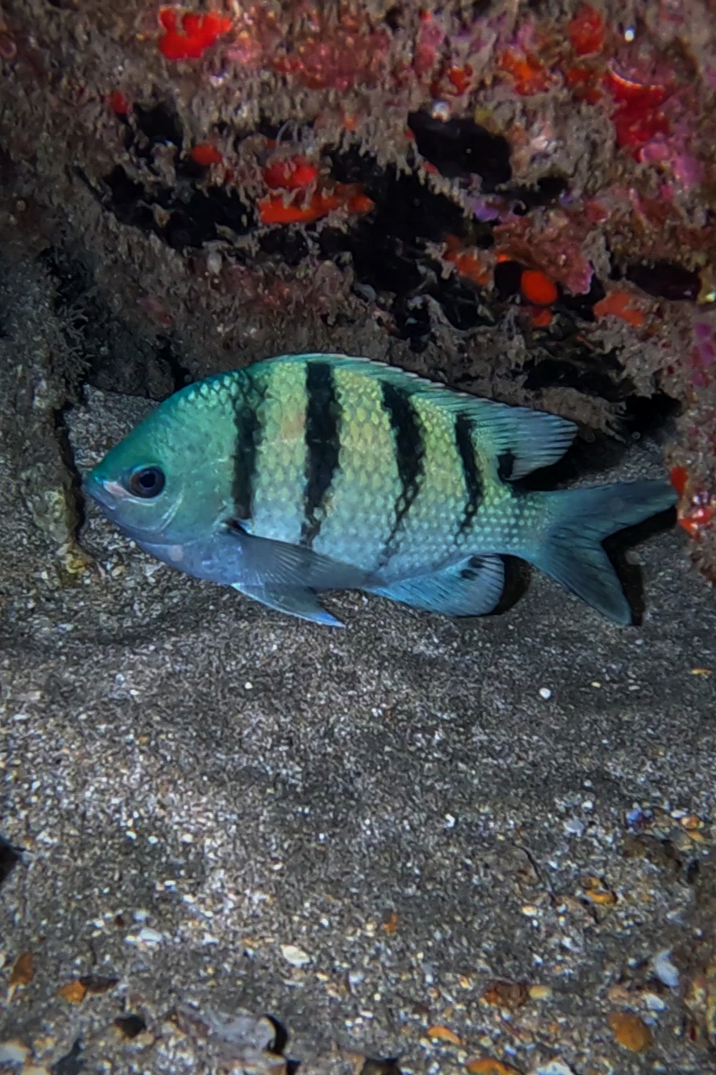 Night dive