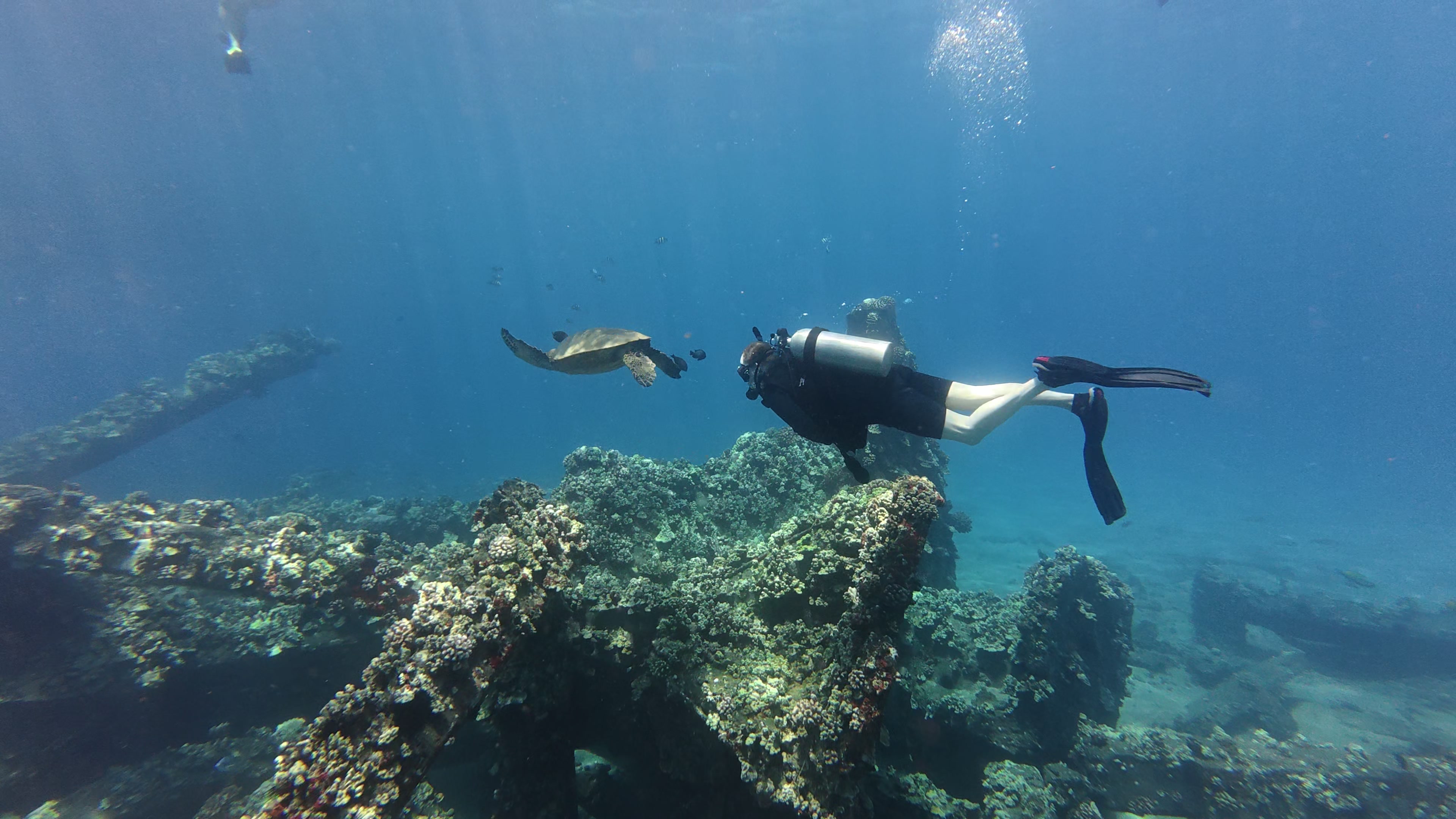 PADI Open Water Certification in Kihei, Maui: Your Step-by-Step Guide (2026)