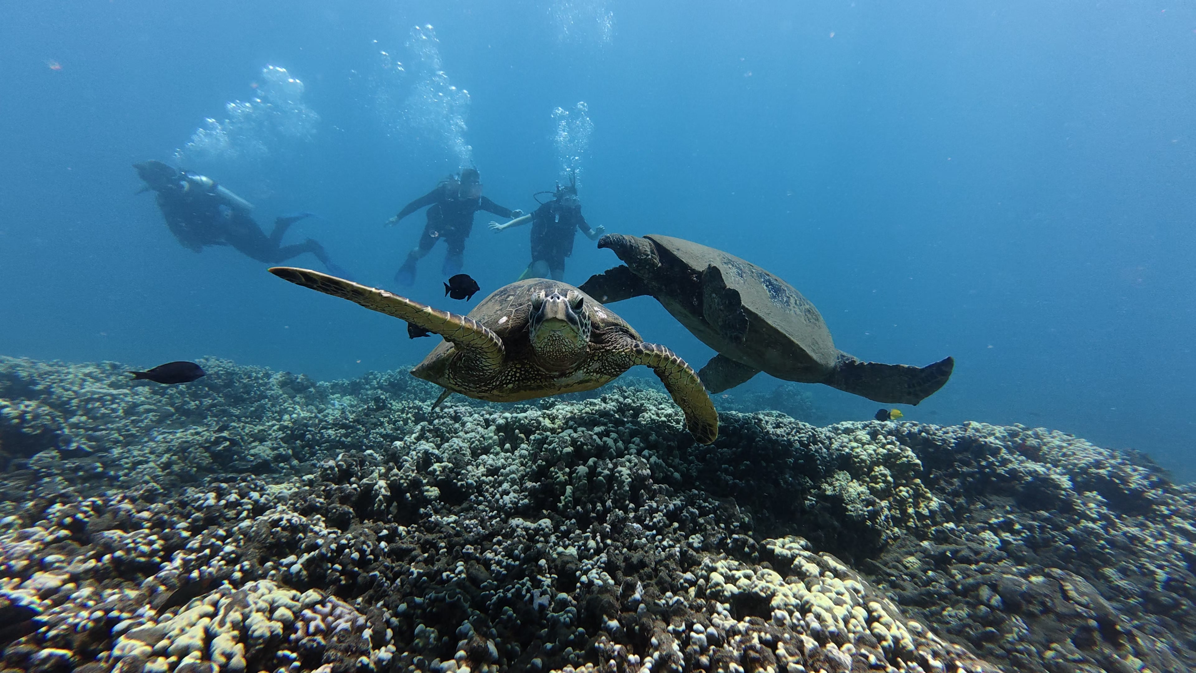 Turtle Town Maui: Your Guide to Diving with Sea Turtles off Kihei's South Maui Shore